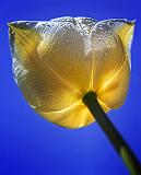 Lowdown Tulip_09711-2